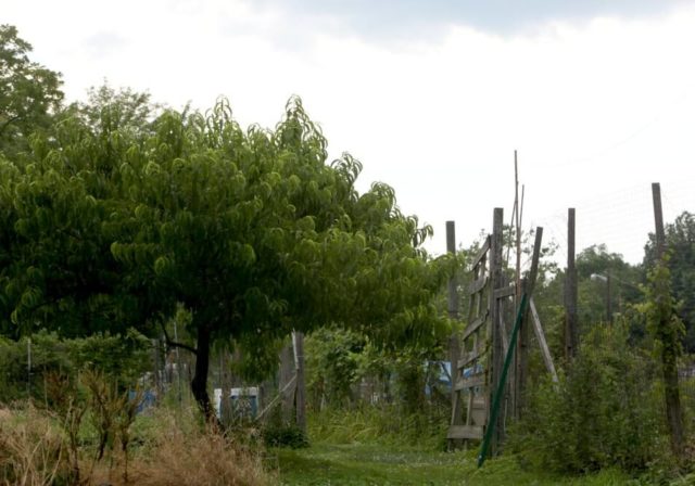 Greenbelt Community Garden